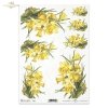 spring, jonquils, bouquet, bouquets, spring breeze, flower, flowers, leaf, leaves, flower petals, R419 